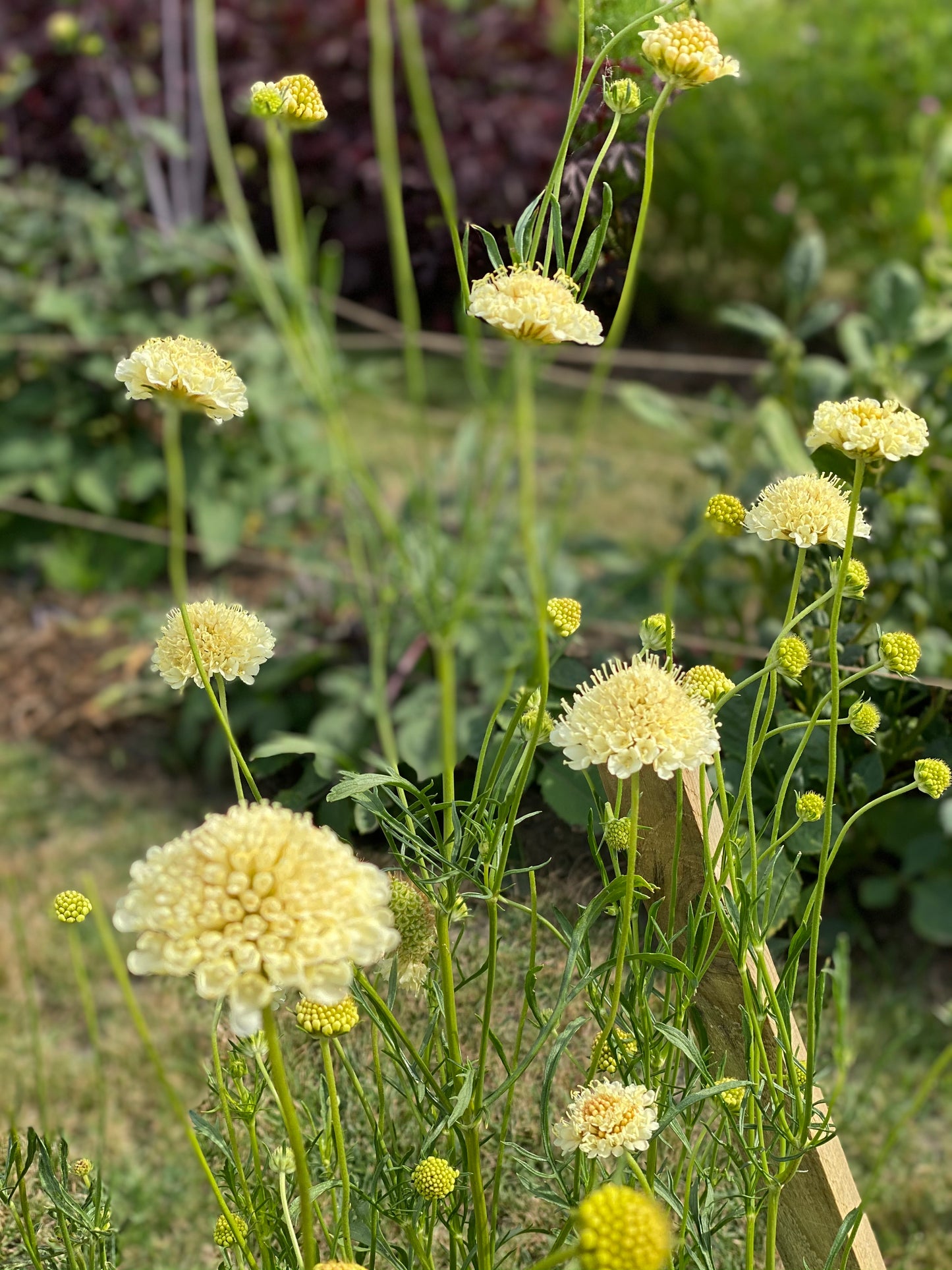 Scabiosa atropurpurea "Mix"