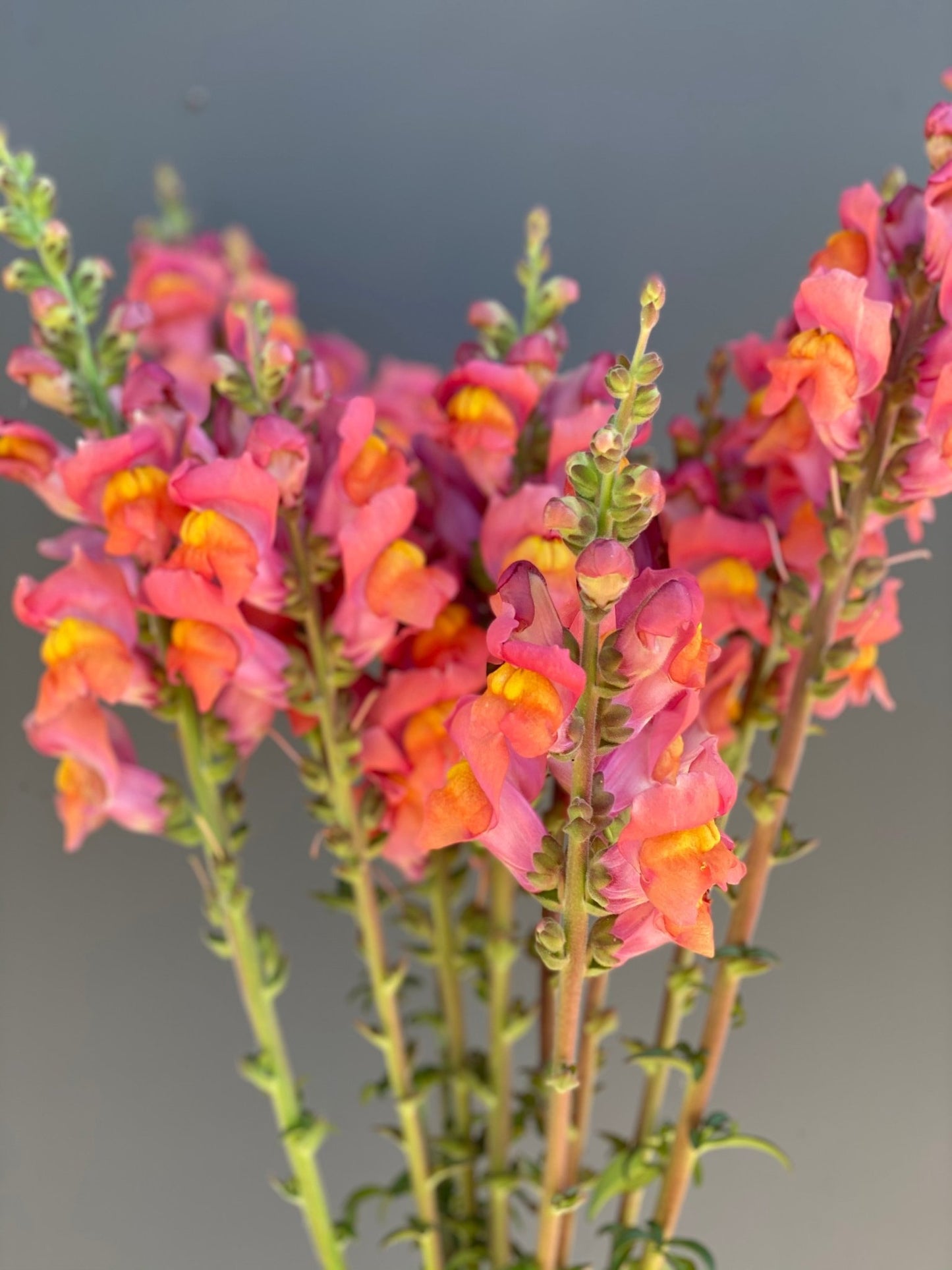 Antirrhinum majus - Muflier 'Potomac Orange'