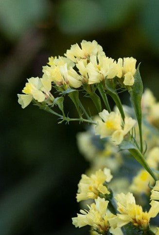 Limonium bonduelii - Tuinkabouter Chrisje