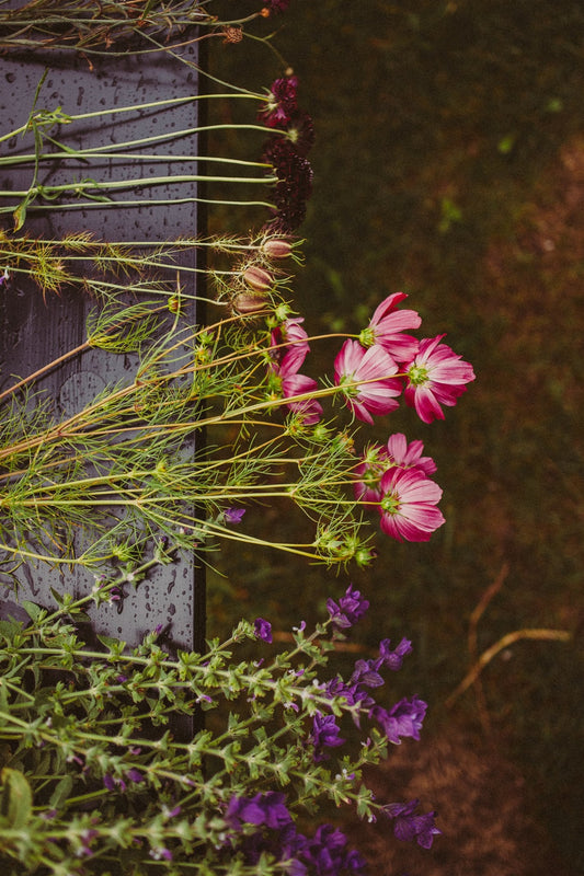 Atelier de semis de fleurs : créez votre propre jardin de fleurs coupées