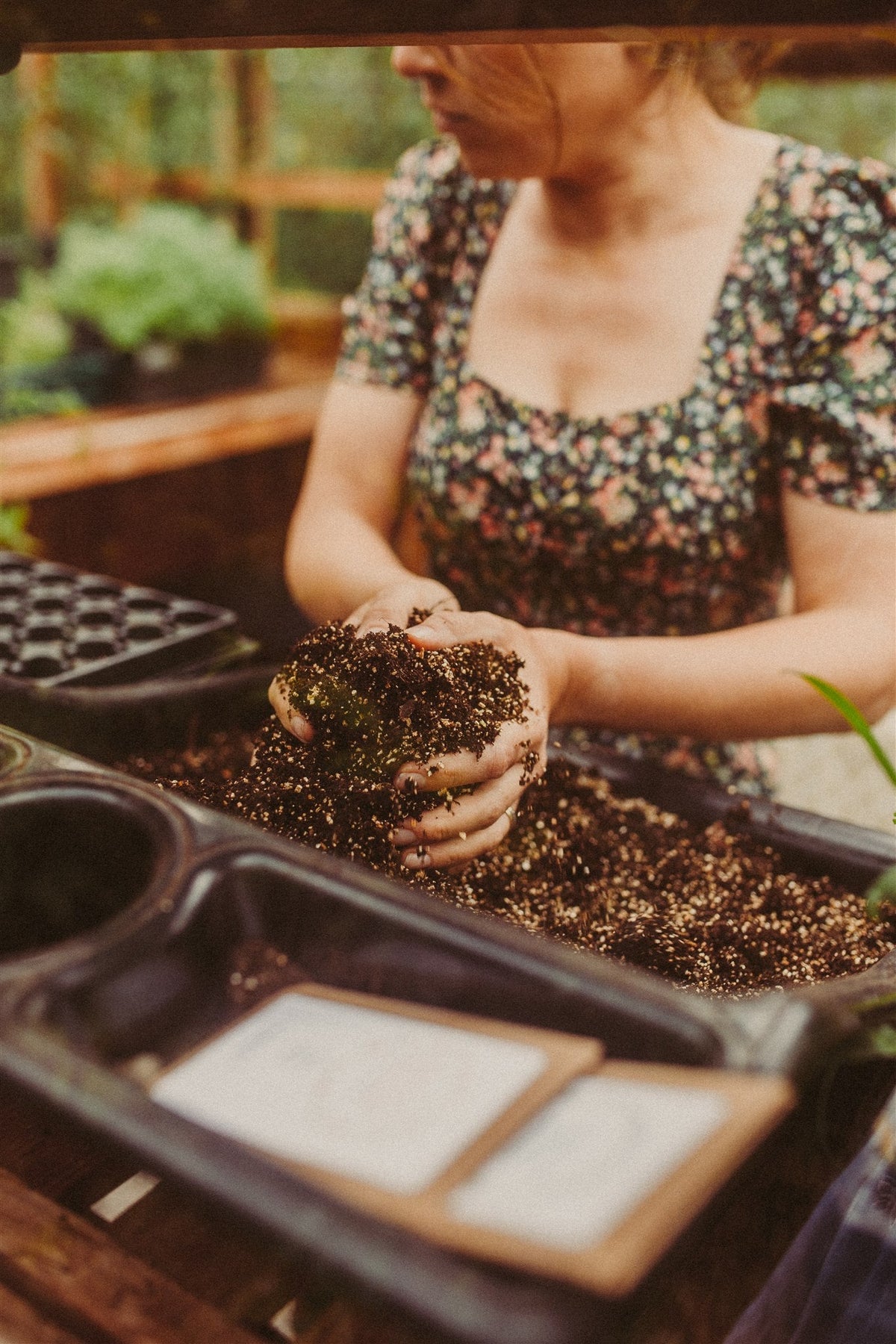 Atelier semis de fleurs : créez votre propre jardin de fleurs à couper - printemps 2027