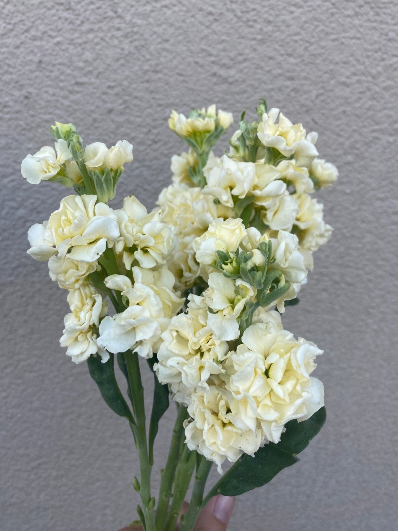 Matthiola incana Katz Yellow - Tuinkabouter Chrisje