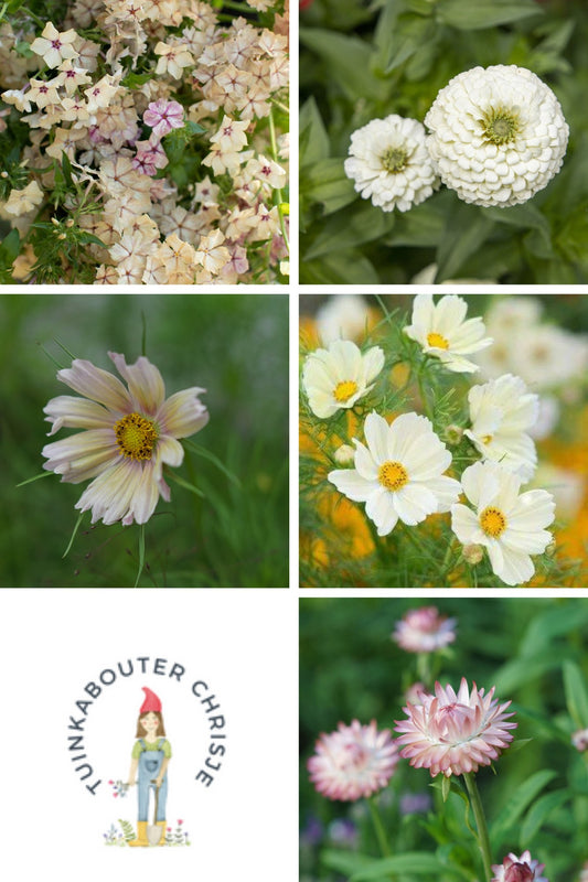 Zadenpakket "Abrikoos " - Tuinkabouter Chrisje