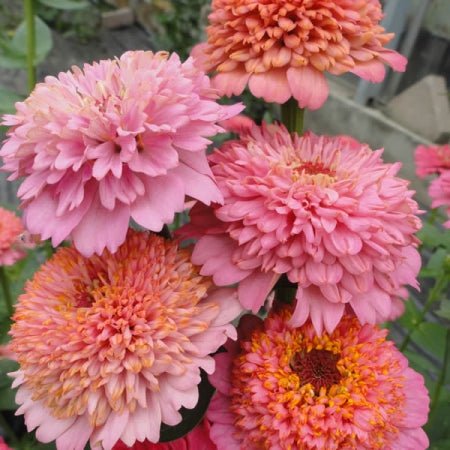 Zinnia elegans Cupcakes Pastel Shades - Tuinkabouter Chrisje
