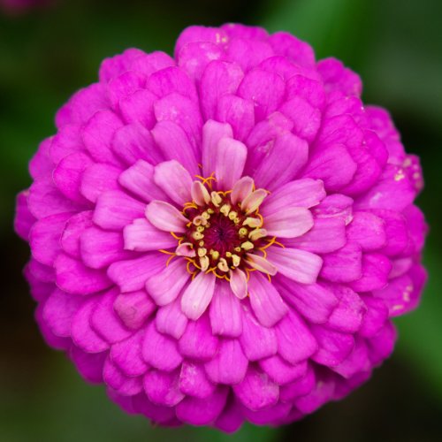 Zinnia elegans Oklahoma Carmine - Tuinkabouter Chrisje