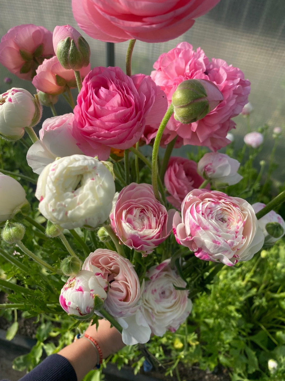 Floristenranonkels versus tuincentrum-ranonkels: wat is het verschil? - Tuinkabouter Chrisje