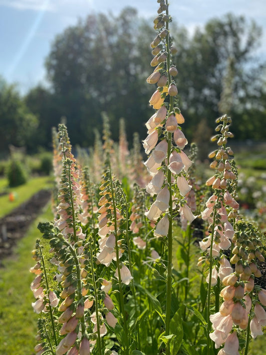 Tweejarige bloemen: wat zijn het en hoe zaai je ze? - Tuinkabouter Chrisje