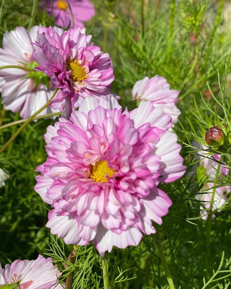 Beginnen met bloemen zaaien - Tuinkabouter Chrisje