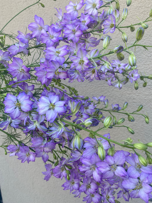 Delphinium Consolida Fancy Purple Picotee (pied d'alouette)