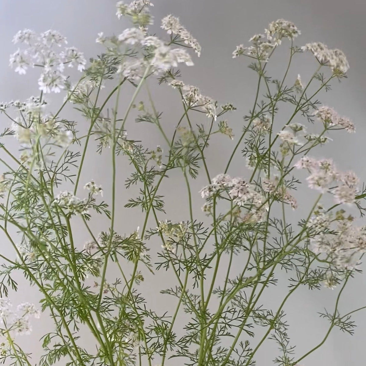 Coriandre - Coriandrum sativum