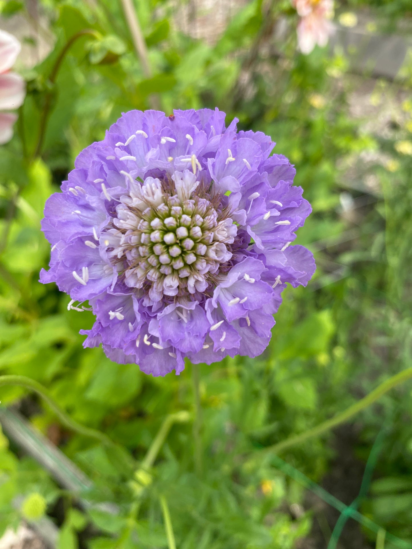 Scabiosa atropurpurea 'Oxford Blue'