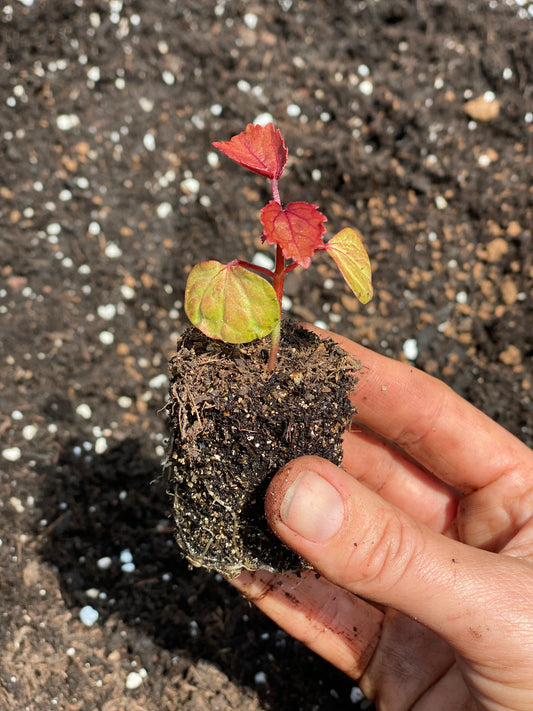 Semis Hibiscus acetosella "Mahogany Splendor" - 5 pièces