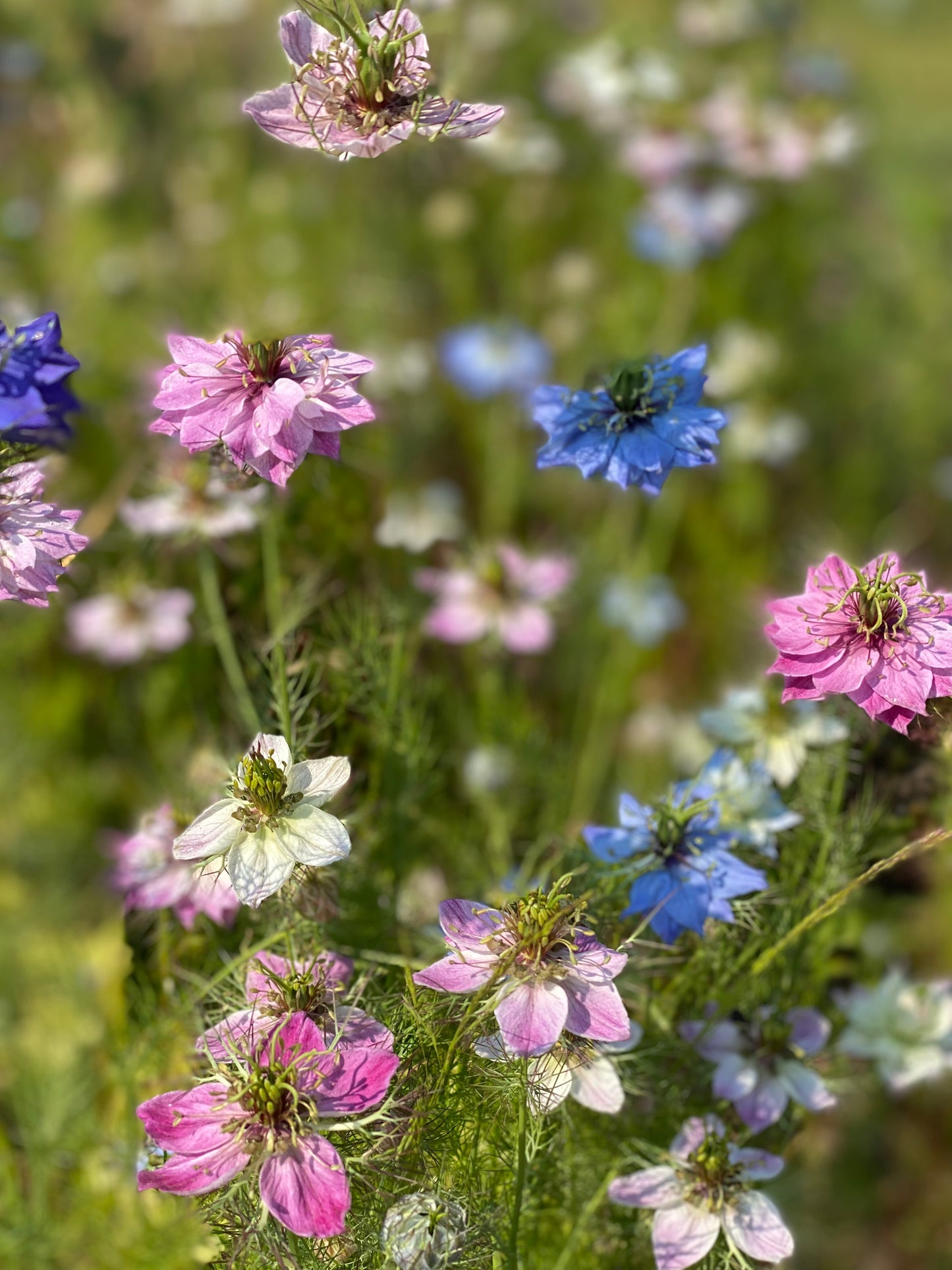 Nigelle mix 