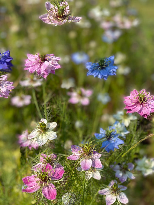Nigelle mix 
