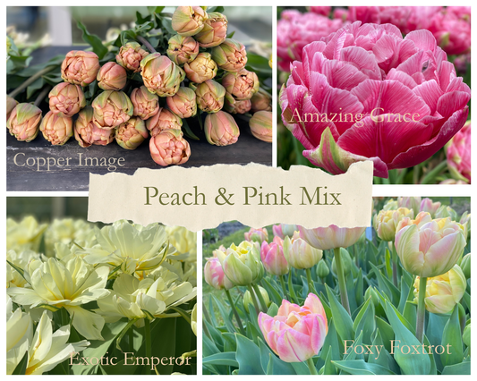 Mélange de tulipes « Peach & Pink » – 20 bulbes -