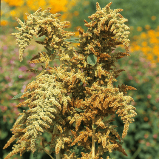 Amaranthus cruentus Autumn's Touch - Tuinkabouter Chrisje