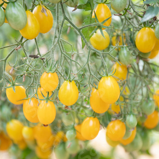 Cherrytomaat ‘Dattelwein’ - Bio van Sativa - Tuinkabouter Chrisje