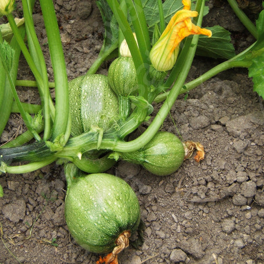 Courgette ‘Tondo di Nizza - Bio van Sativa - Tuinkabouter Chrisje