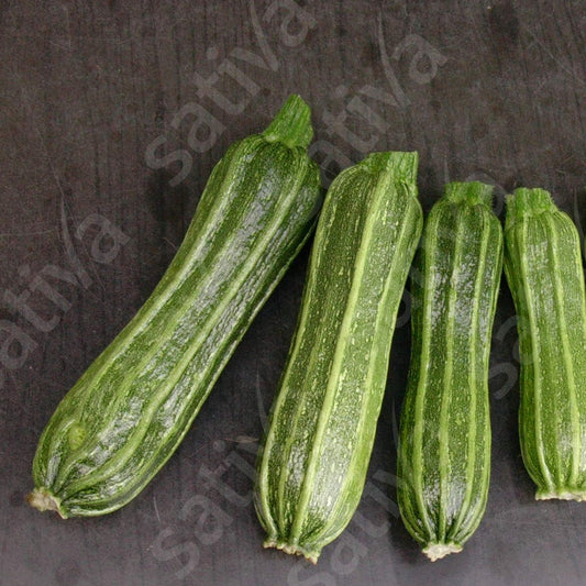 Courgettte 'Costata Romanesco' - Bio van Sativa - Tuinkabouter Chrisje