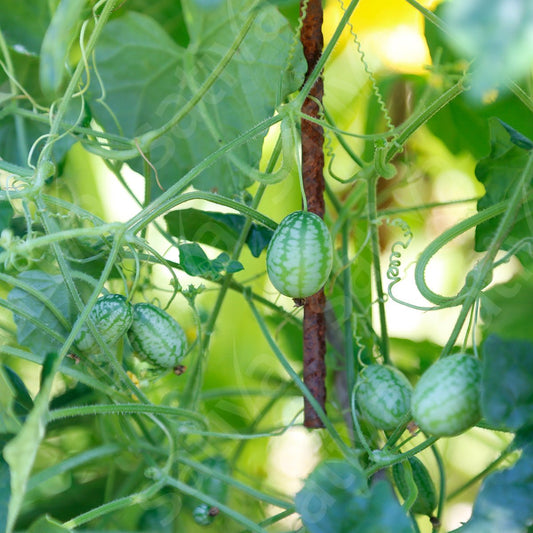 Cucamelon – Mexicaanse minikomkommer – Bio van Sativa - Tuinkabouter Chrisje