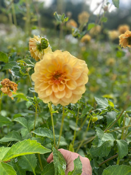 Dahlia Golden Scepter - Tuinkabouter Chrisje