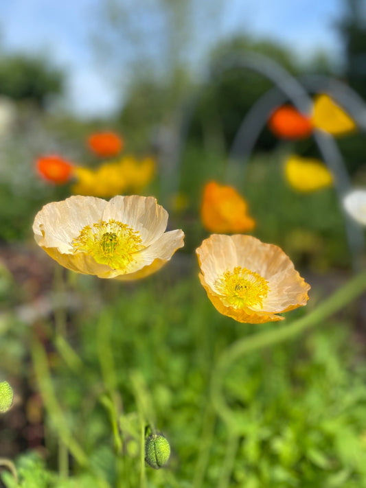 IJslandse Papaver ‘Kelmscott’s Giants’ - Papaver nudicaule - Tuinkabouter Chrisje