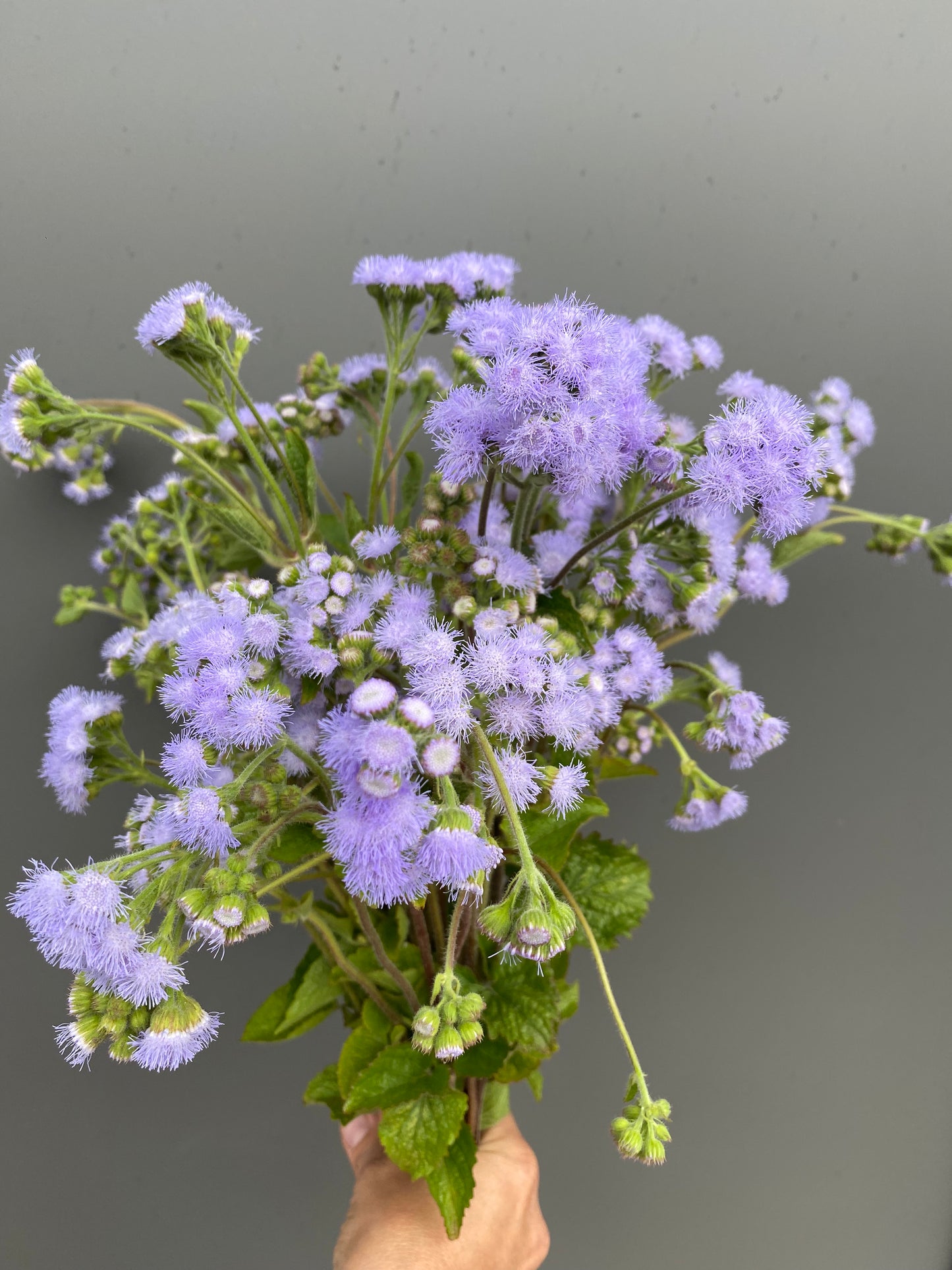 Mélange d'ageratum houstonianum