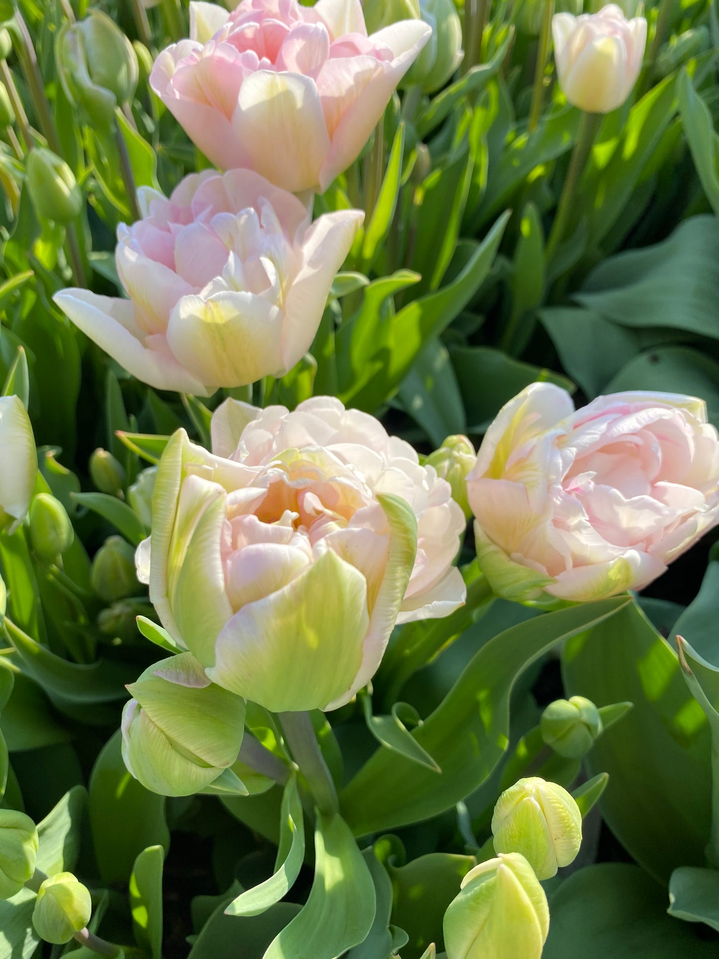 Tulipe Averyron - sachet de 10 bulbes à fleurs