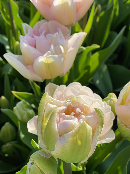 Tulipe Averyron - sachet de 10 bulbes à fleurs