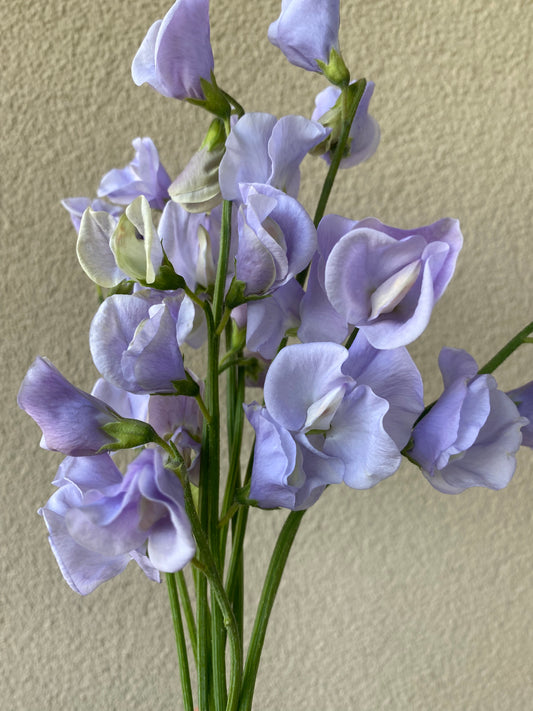 Lathyrus Odoratus - Sweet Sweet Pea Spring Sunshine Light Blue