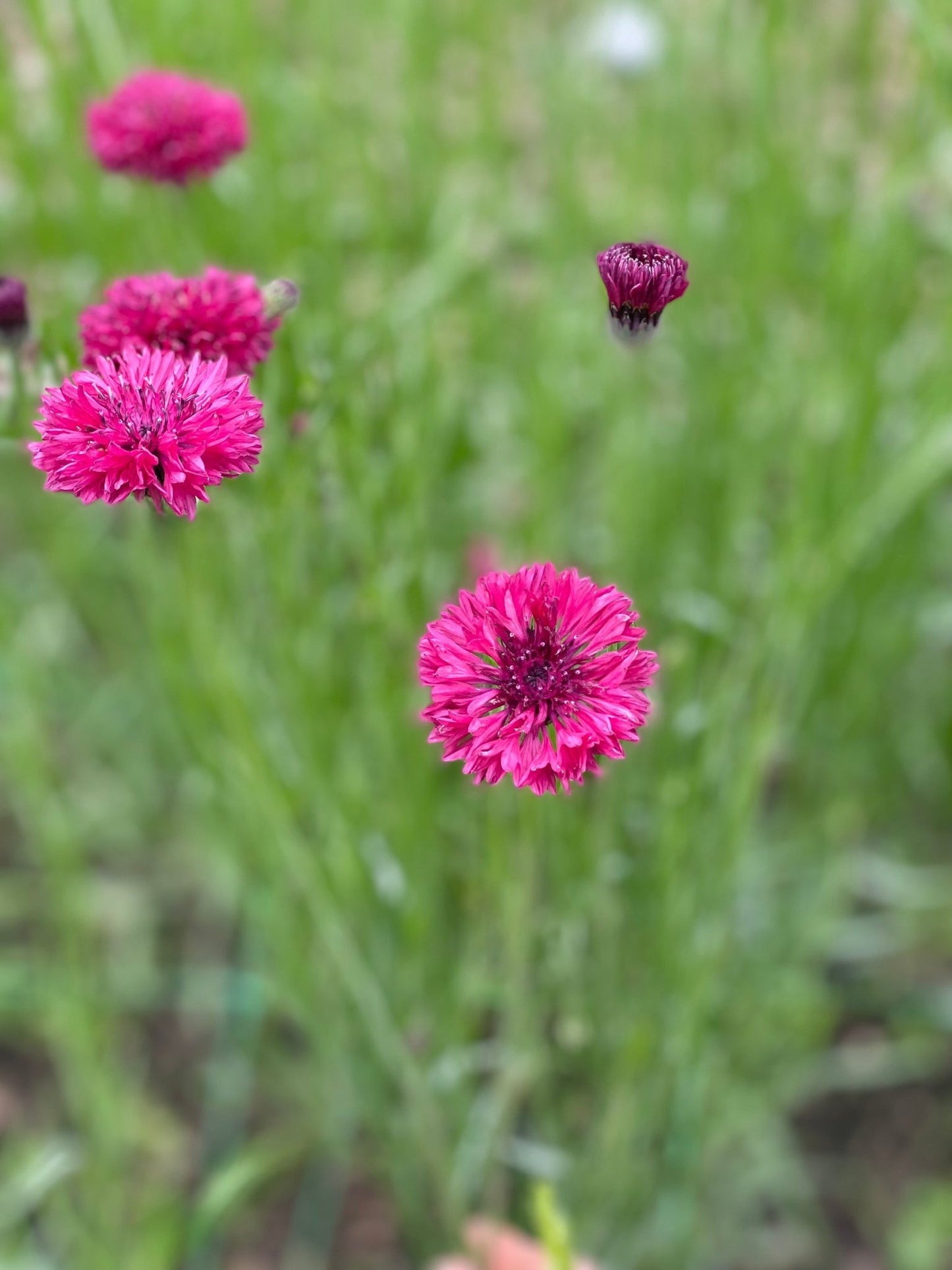 Korenbloem - Centaurea cyanus 'Ball Red' - Tuinkabouter Chrisje