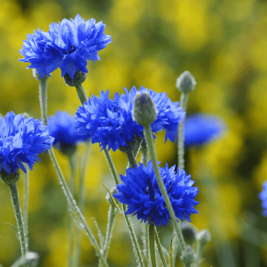 Korenbloem - Centaurea cyanus 'Blue Boy' - Tuinkabouter Chrisje