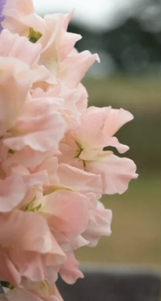 Lathyrus Odoratus - Reukerwt "Castlewellan" - Tuinkabouter Chrisje