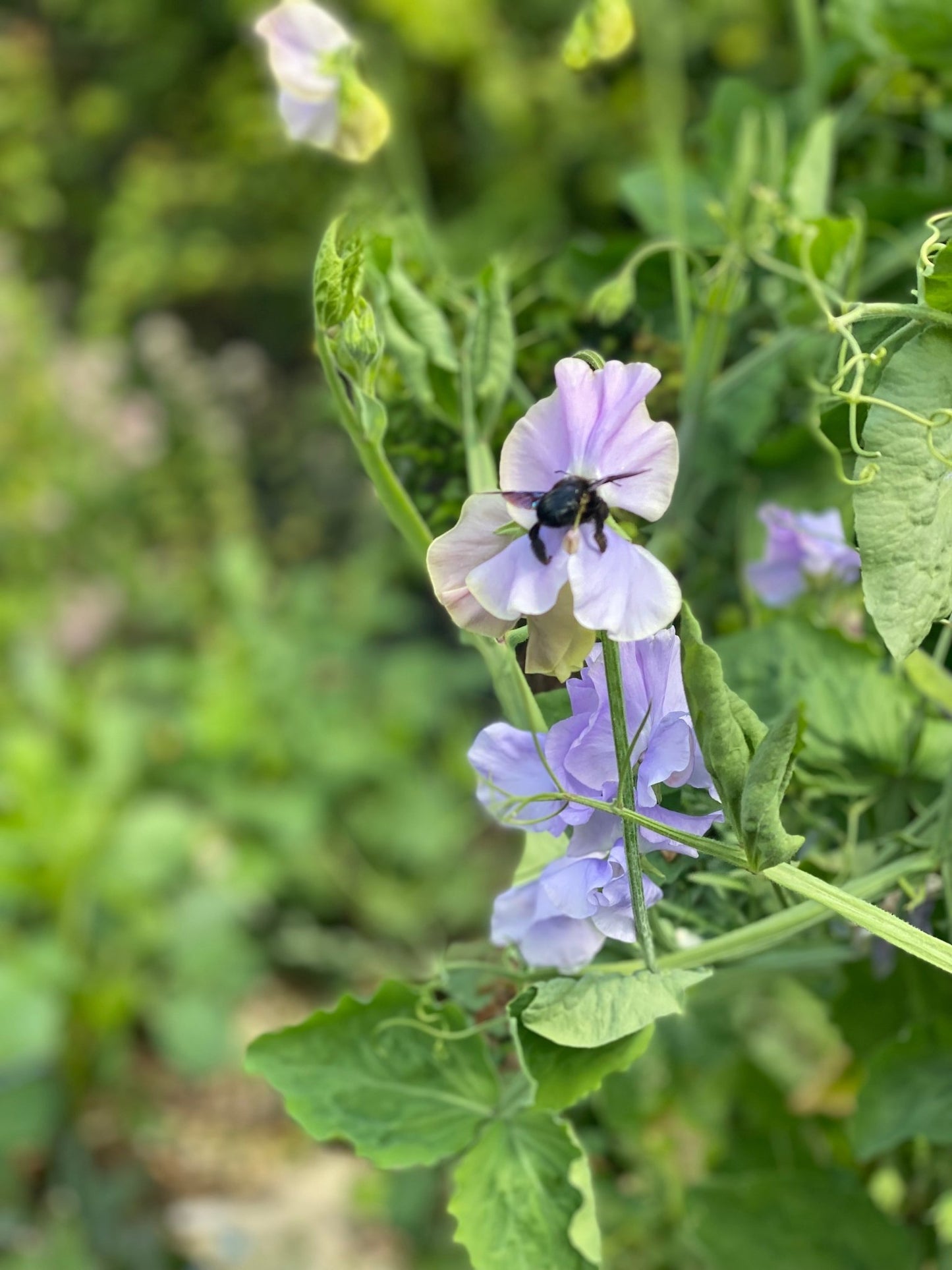 Lathyrus Odoratus - Reukerwt "Charlie's Angel” - Tuinkabouter Chrisje