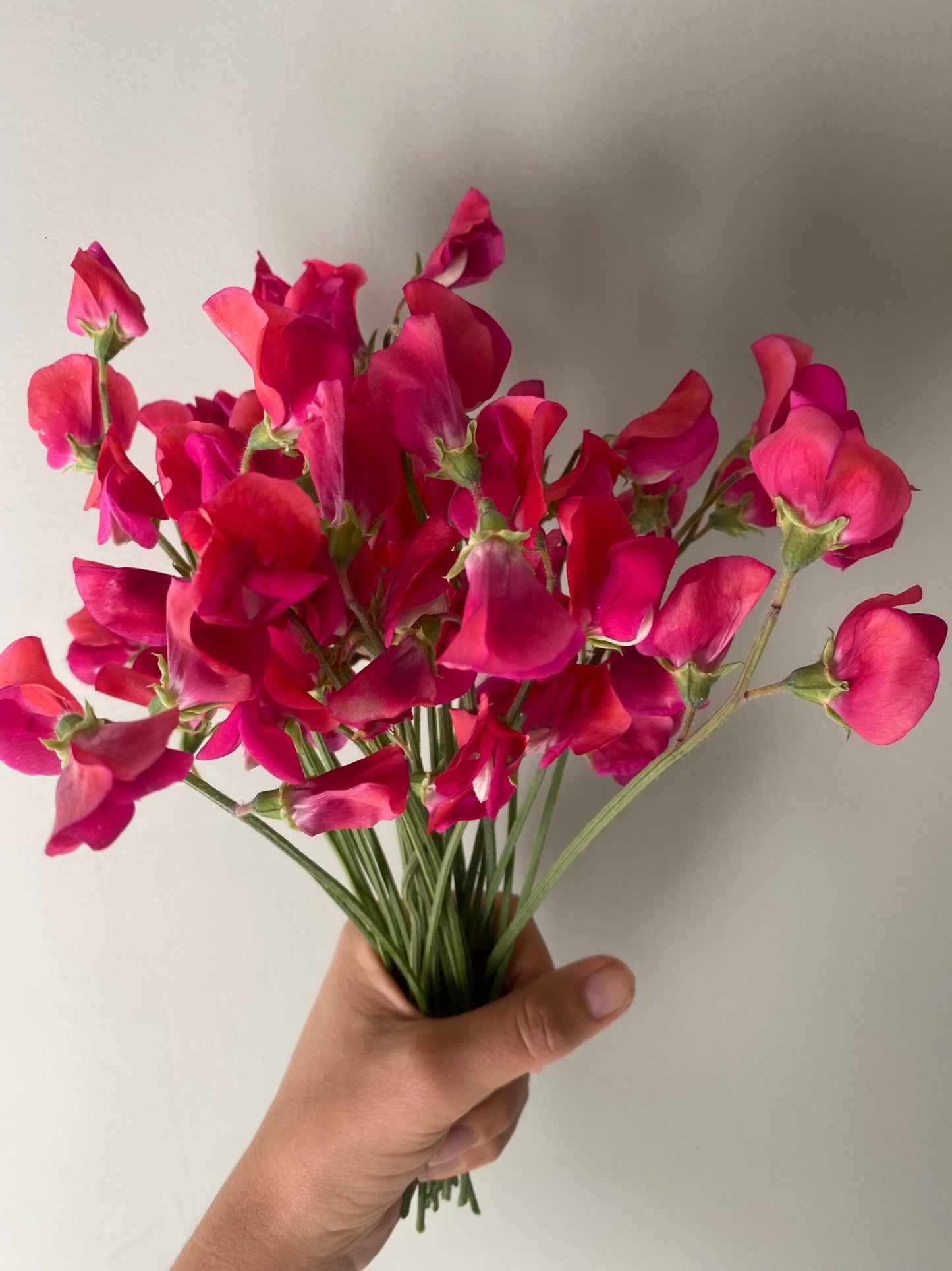 Lathyrus Odoratus - Reukerwt 'Queen Alexandra' - Tuinkabouter Chrisje