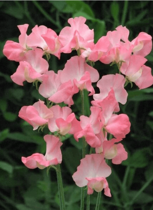 Lathyrus Odoratus - Reukerwt "Valerie Harrod" - Tuinkabouter Chrisje