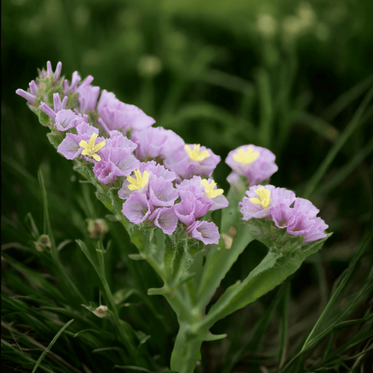 Limonium sinuatum Forever Happy - Tuinkabouter Chrisje