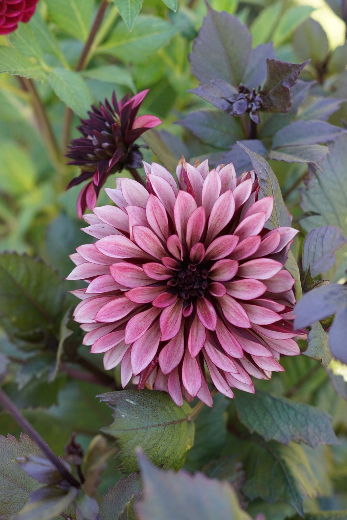 Mini workshop: dahlia knollen splitsen (breng je eigen knollen mee) - Tuinkabouter Chrisje