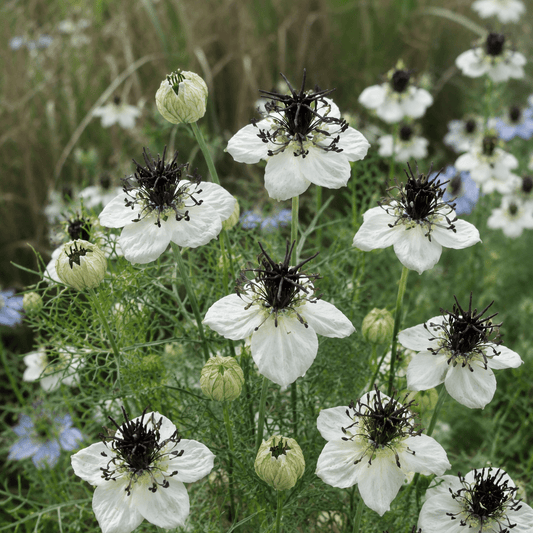 Nigella papillosa ‘Eclipse’ – Juffertje-in-het-groen - Tuinkabouter Chrisje