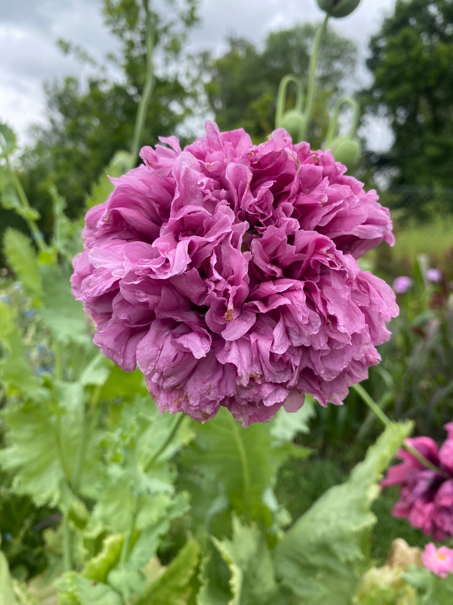 Papaver somniferum 'Purple Peony' - Tuinkabouter Chrisje