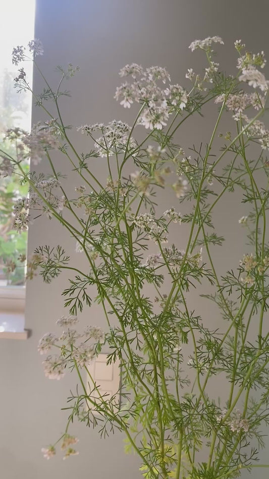 Coriandre - Coriandrum sativum