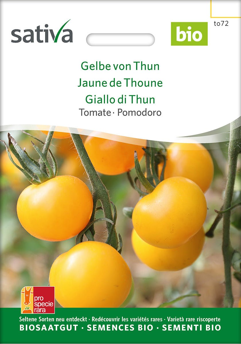 Tomaat ‘Gele van Thun’ – Bio van Sativa - Tuinkabouter Chrisje