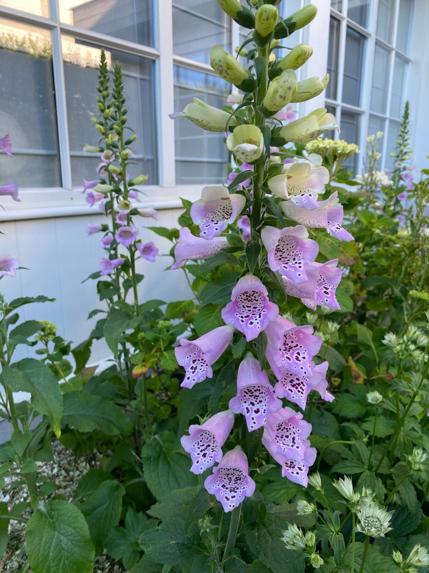 Vingerhoedskruid - Digitalis purpurea "Chrisje's Cottage Mix" - Tuinkabouter Chrisje