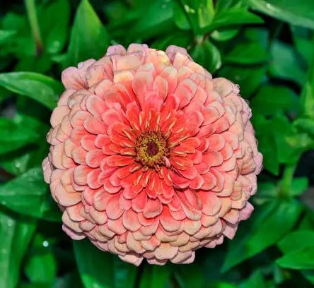 Zinnia elegans Benary Giant Salmon Rose - Tuinkabouter Chrisje