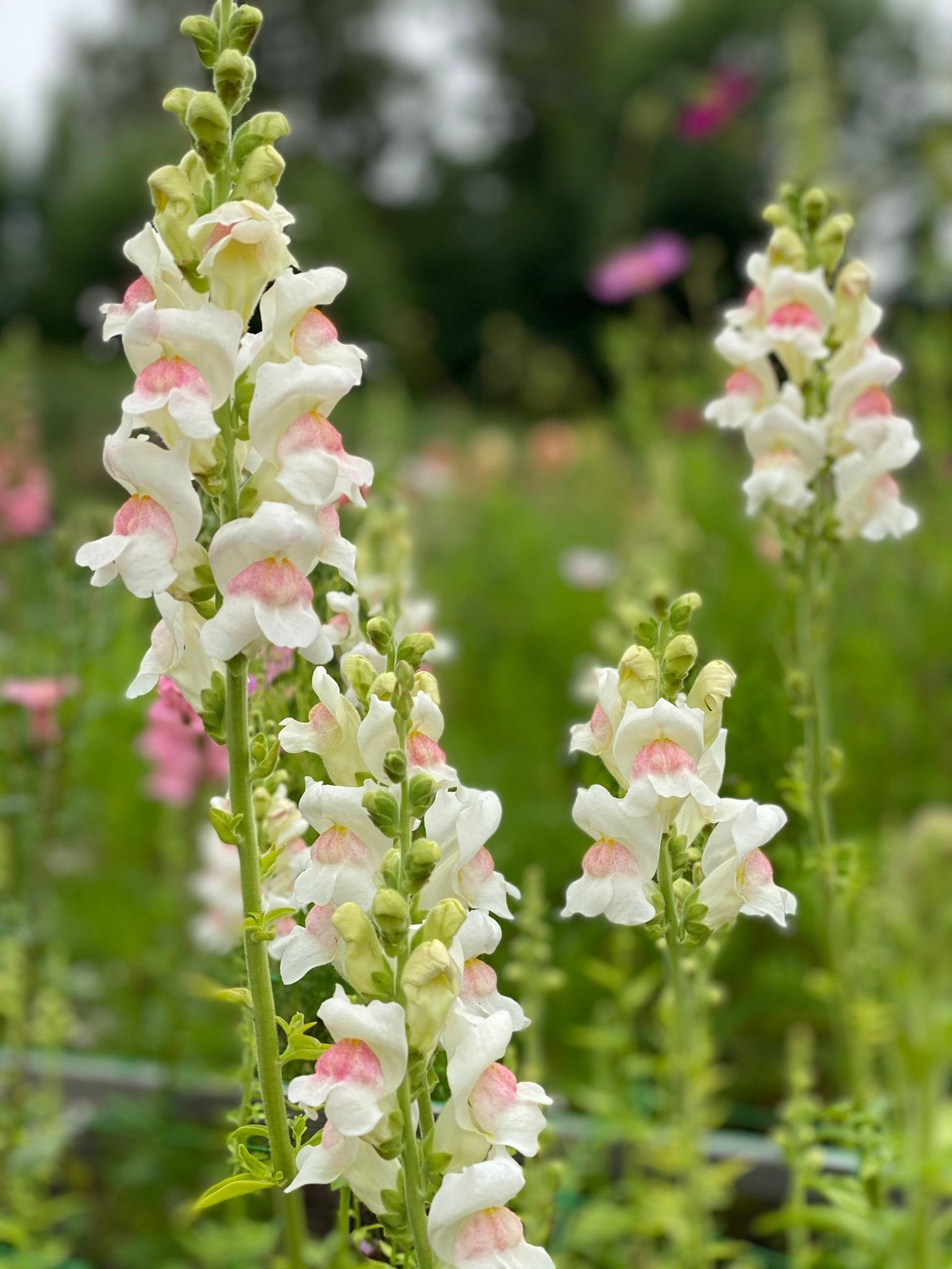 Antirrhinum majus - Leeuwebek Potomac "Appleblossom" - Tuinkabouter Chrisje