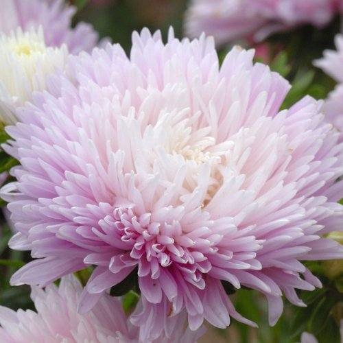 Chinese Aster King Size Appleblossom - Tuinkabouter Chrisje