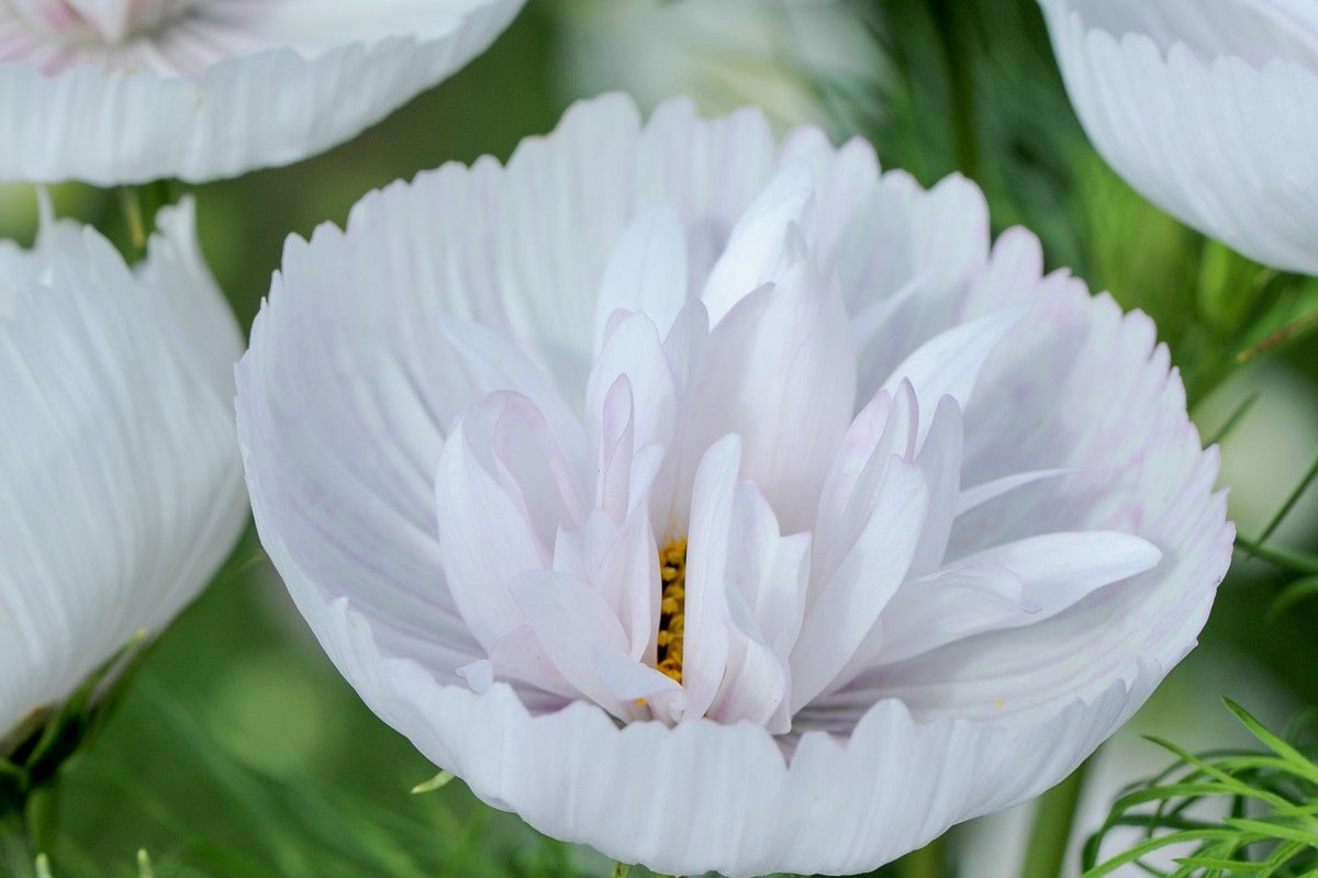 Cosmos Cupcakes Blush