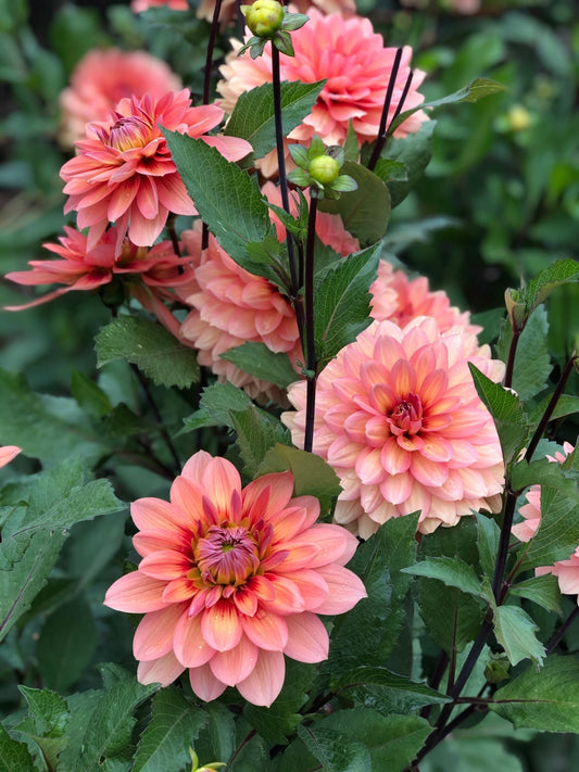 Dahlia Nicholas tubercules