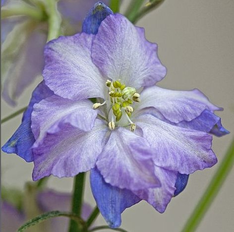 Delphinium Consolida Fancy Purple Picotee (ridderspoor) - Tuinkabouter Chrisje