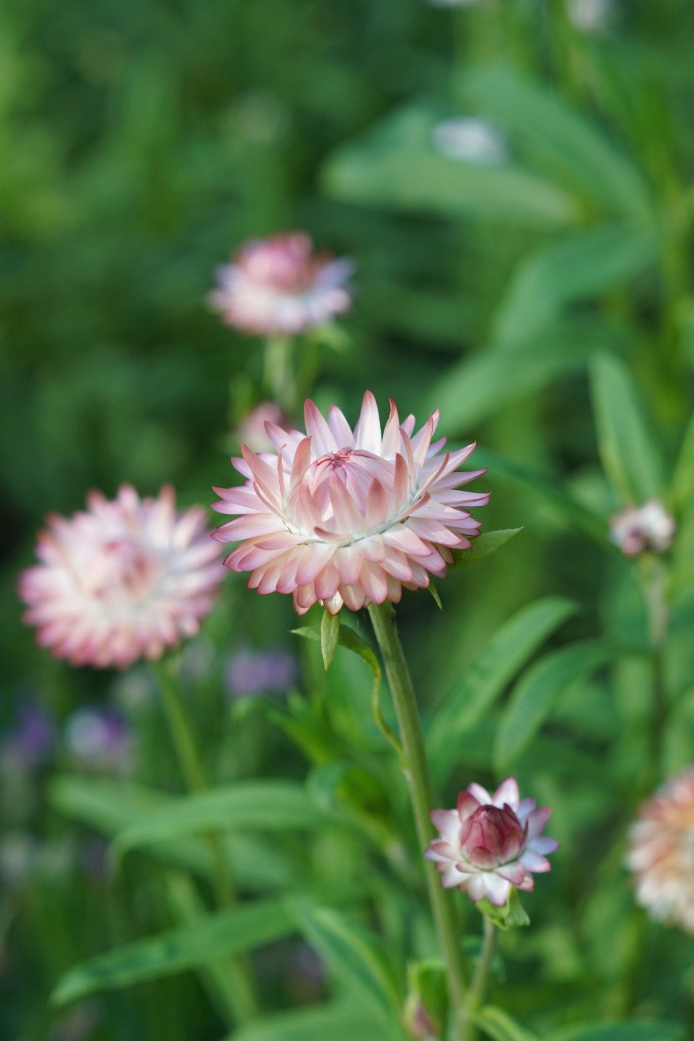 Helichrysum bracteatum (strobloem) "Salmon" - Tuinkabouter Chrisje